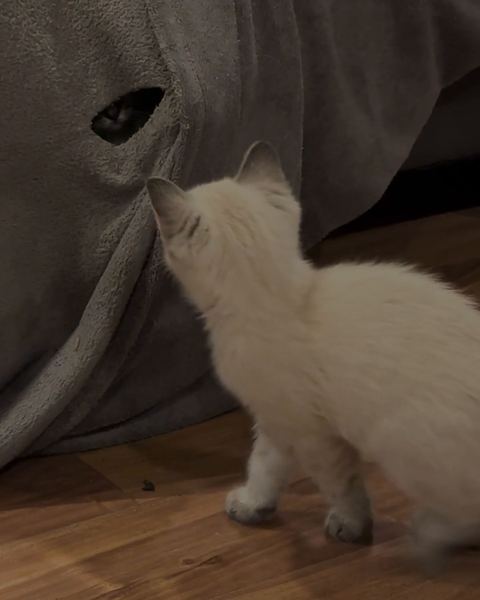 A white kitten sits at a grey blanket and studies a hole where another cat is peeking out.