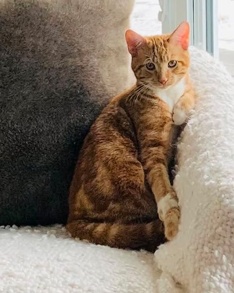 Whiskey, Denis's ginger cat, sits in a white armchair next to a grey cushion and looks at the camera.