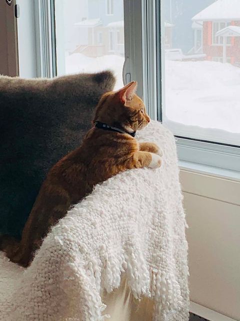 Whiskey, Denis's ginger cat, sits on an armchair and watches the snow outside the window.