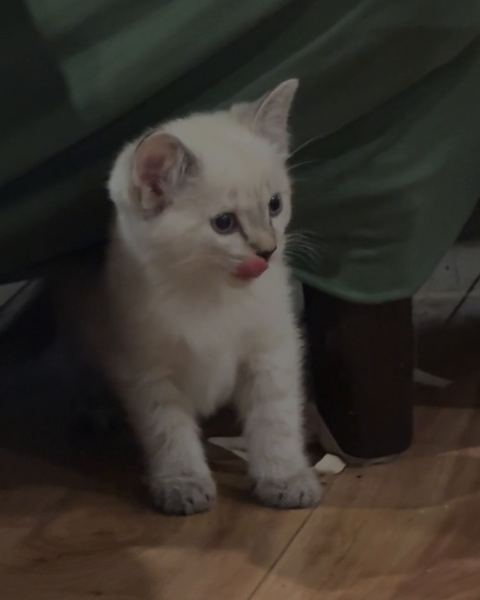 A small white kitten with blue eyes licks its nose after stepping out from under a green sofa.