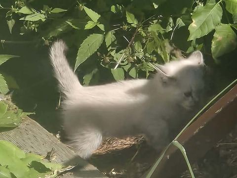 A fluffy white kitten trots along a board in the sunlit leaves with its tail held high.