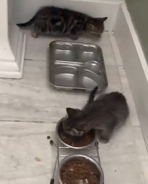 Two kittens eat from small bowls on a tiled floor inside a foster home.
