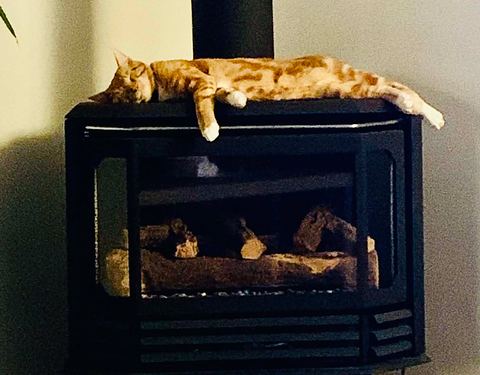 Whiskey, Denis's ginger cat, sleeps stretched out along the top of a black fireplace.
