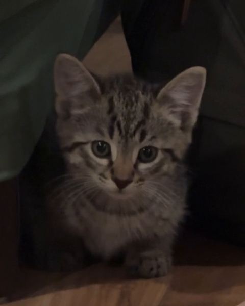 A tabby kitten crouches beside a green bag and looks straight into the camera.