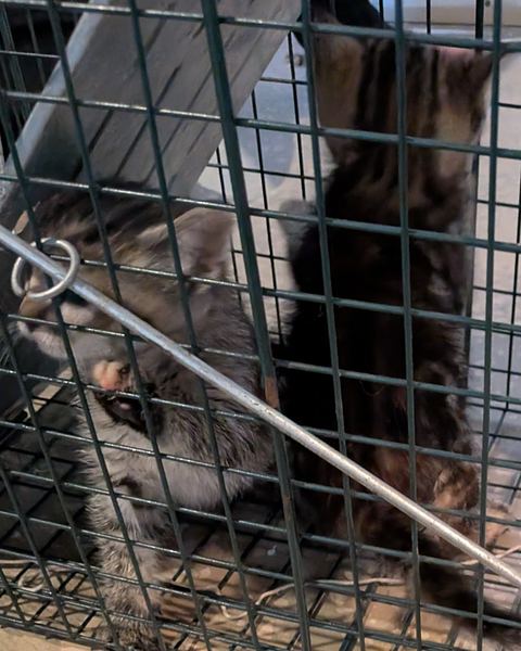 Two kittens huddle inside a wire humane trap after being caught safely.