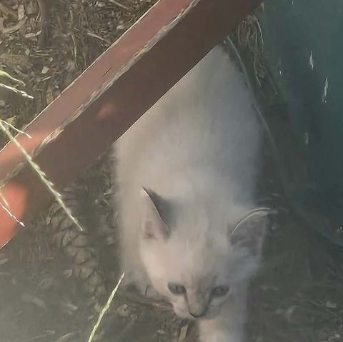 A white kitten with pale blue eyes creeps out from under a rusty frame, looking down at the ground.