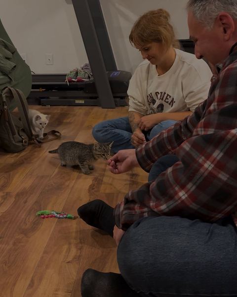 Denis and Stéphanie sit on the floor while a tabby kitten sniffs Denis's hand and a white kitten watches.