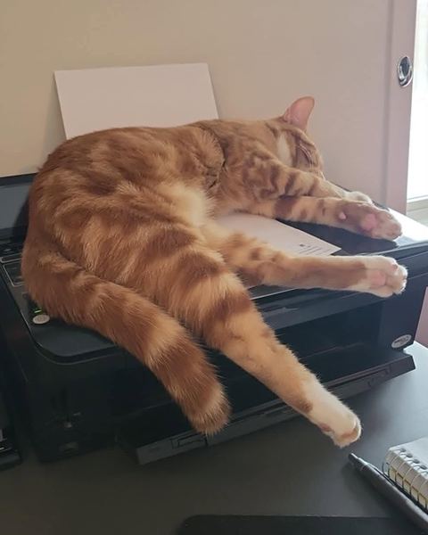 Whiskey, Denis's ginger cat, sleeps stretched out on top of a printer.