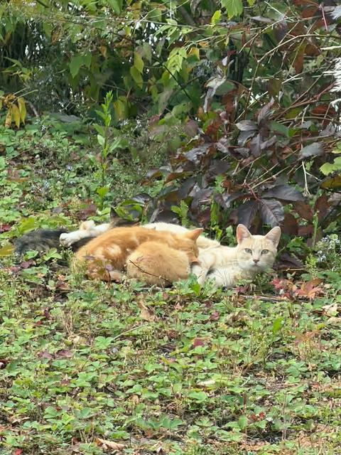 A mother cat and two ginger kittens resting together in the grass on a dry day.