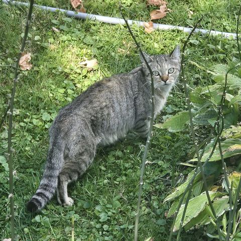 A grey tabby cat in the grass looks back at the camera with pale green eyes.