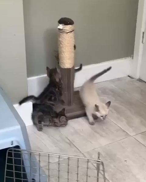 Three kittens play around a scratching post in the corner of a room.