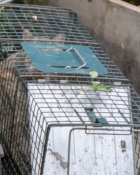 Two wire cage traps sit side by side. One holds a tabby cat resting calmly.