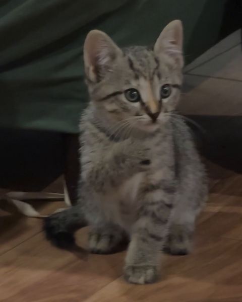 A tabby kitten sits upright on a wood floor with its ears up and its eyes wide.