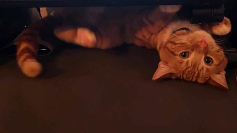 Whiskey, Denis's ginger cat, lies upside down under a laptop stand and gazes up at the camera.