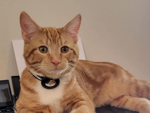 Whiskey, Denis's ginger cat, lies on top of a printer and looks straight at the camera.