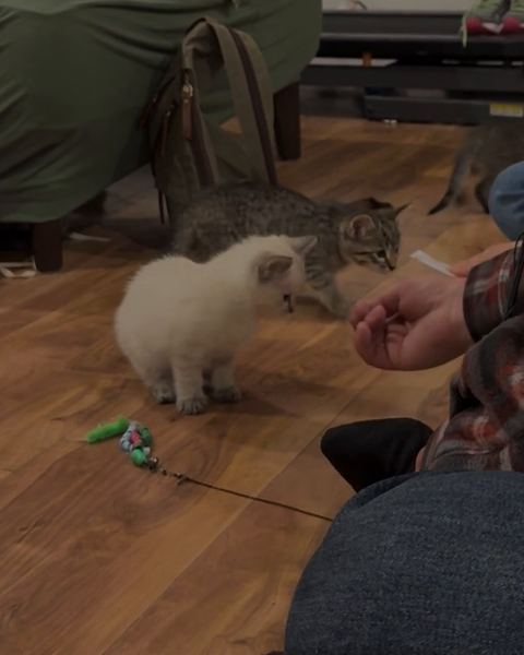 A white kitten and a tabby kitten walk across a wood floor toward a hand that is waiting for them.