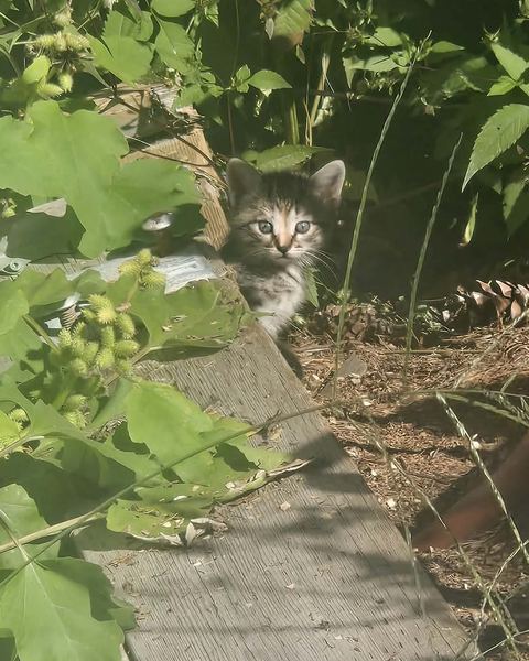 A small tabby kitten peeks out from behind a board in the leaves, looking straight at the camera.
