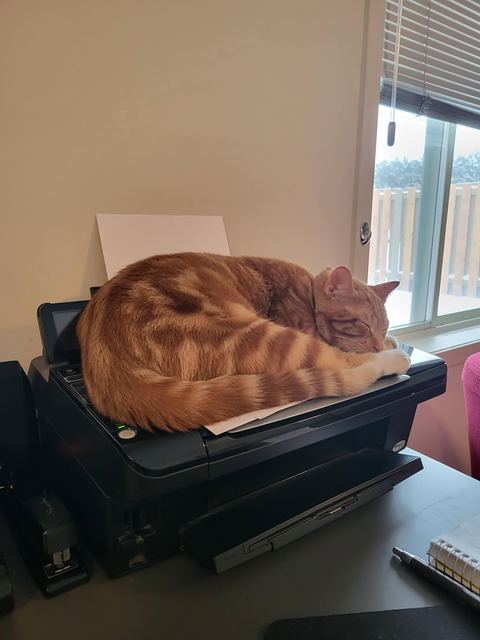 Whiskey, Denis's ginger cat, sleeps curled up on a printer beside a window.